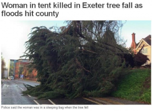 fallen tree - personal injury claim