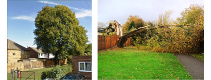 oak tree case - property damage