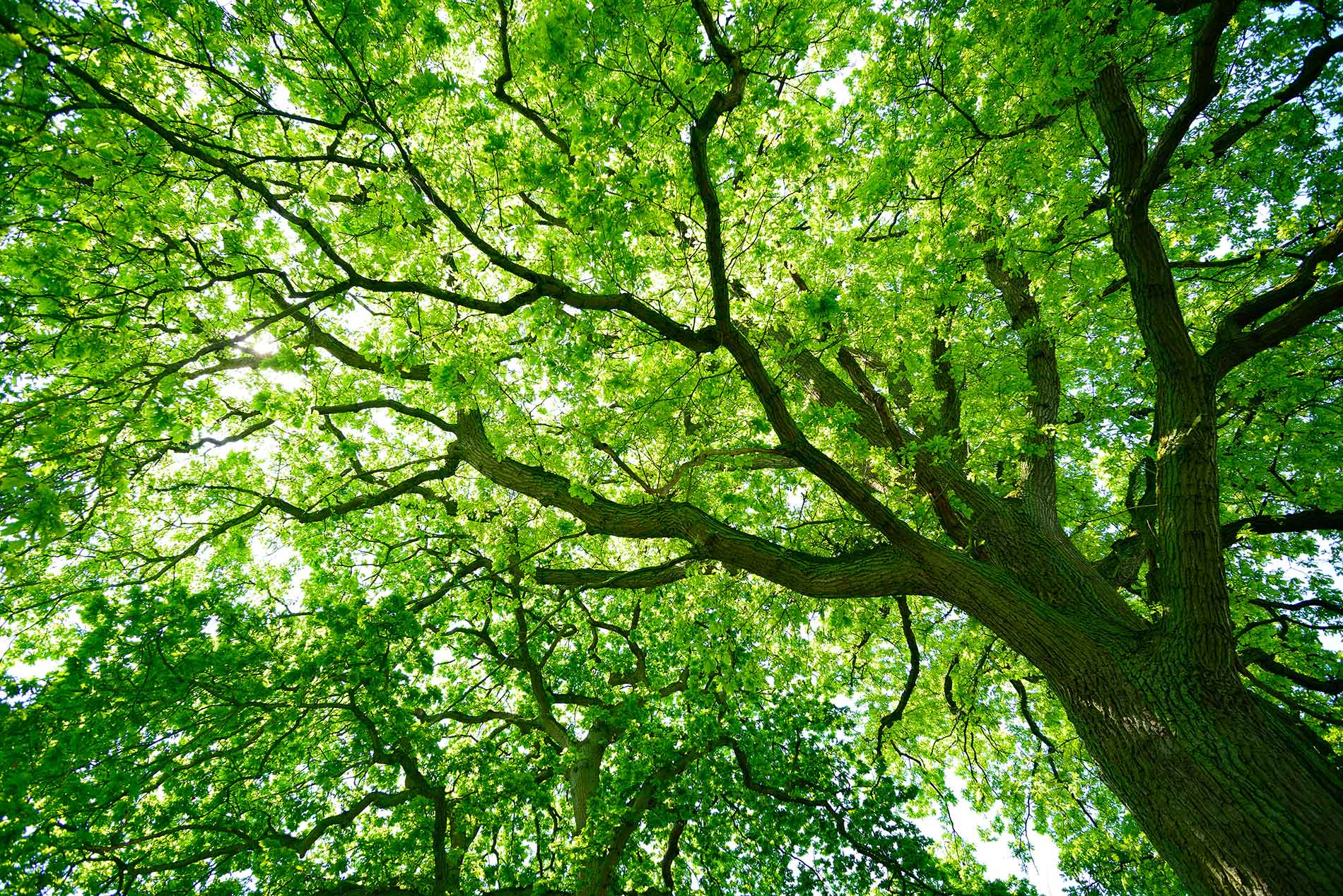 Tree Expert Witness - oak banner - Martin Dobson